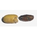 Small Eggar Moth Eriogaster lanestris An egg batch 75+ eggs